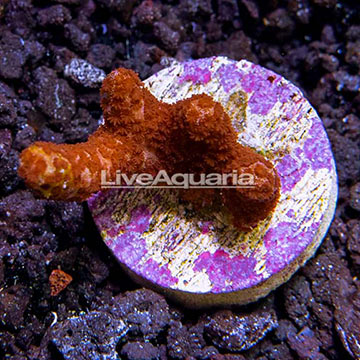 LiveAquaria® Peach Digitata Montipora Coral