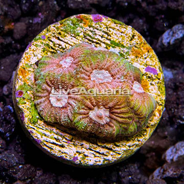 USA Cultured Ultra Favia Coral
