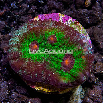 LiveAquaria® Hieroglyph Chalice Coral