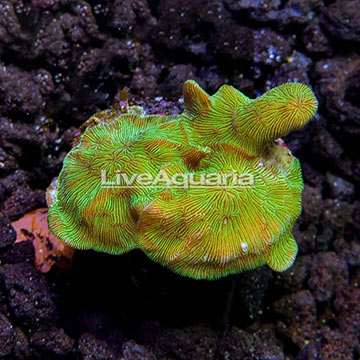ORA® Mint Pavona Coral