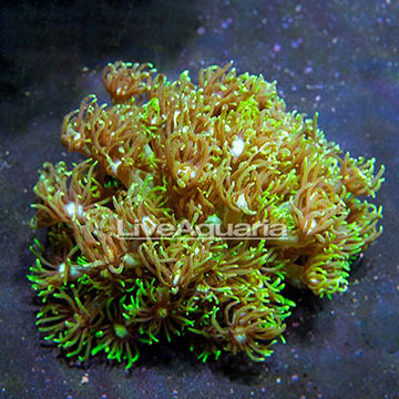 Aussie Flowerpot Coral