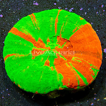 Aussie Scolymia Coral