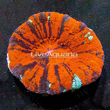 Aussie Scolymia Coral