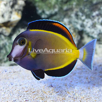 Powder Brown Tang