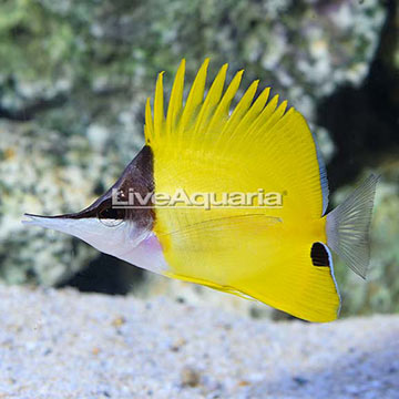 Longnose Butterflyfish