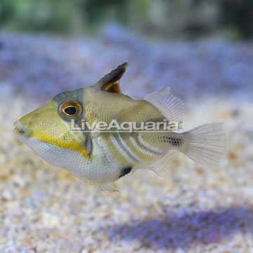 Humu Picasso Triggerfish