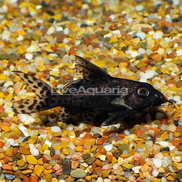 Giant Upside Down Catfish