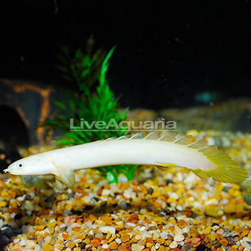 Semi Platinum Senegal Bichir