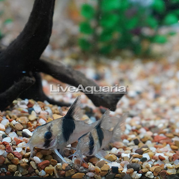 Black Diamond Cory Catfish (Pair)