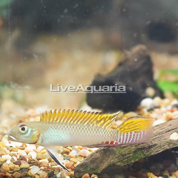 Nanochromis Consortus