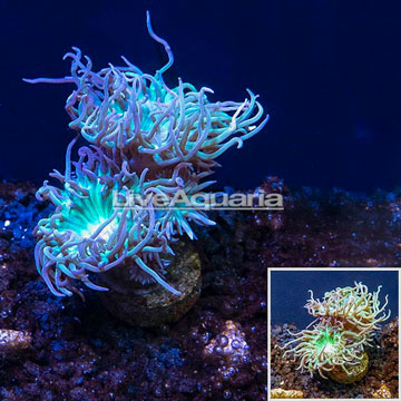 LiveAquaria® Cultured Duncan Coral