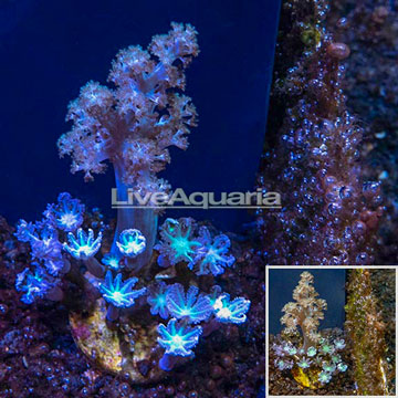 LiveAquaria® Cultured Pineapple Tree and Glove Polyp Coral 