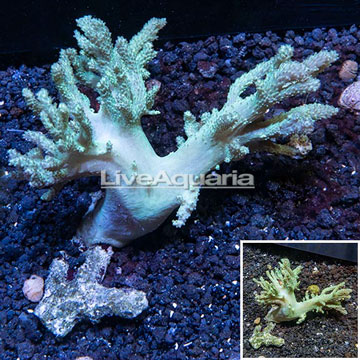 Sinularia Finger Leather Coral Vietnam