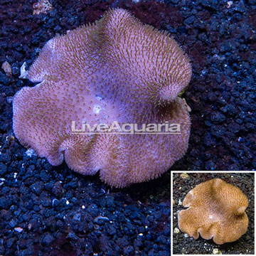 Toadstool Leather Coral Vietnam