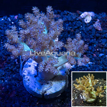 Pineapple Tree Coral Indonesia