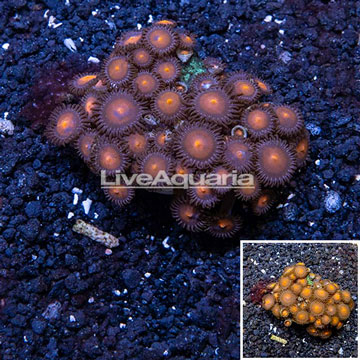 Zoanthus Coral Indonesia