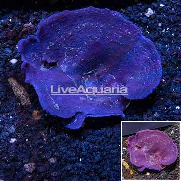 Blue Sponge Indonesia