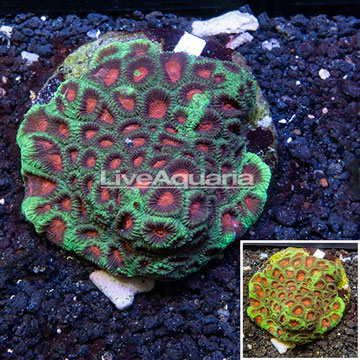 Favia Coral Indonesia