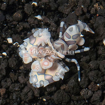 Harlequin Shrimp, Male