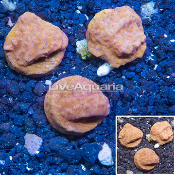 LiveAquaria® Three Pack Cultured Leptoseris Coral