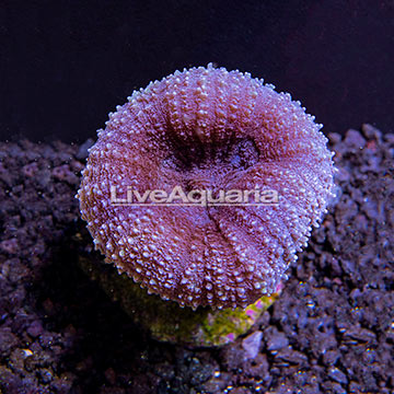 ORA® Lobophyllia Coral