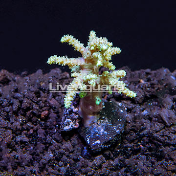 ORA® Sinularia Finger Leather Coral, Green