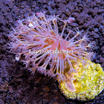 Biota Cultured Weeping Willow Toadstool Leather Coral