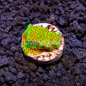 LiveAquaria® Chili Pepper Plating Montipora Coral