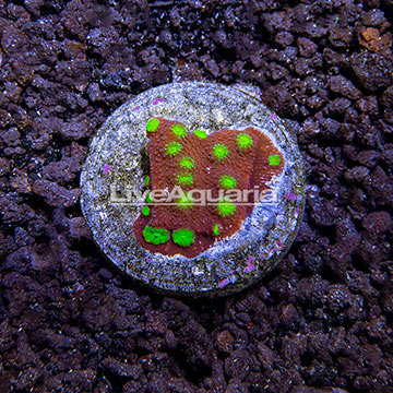 USA Cultured Ultra Chalice Coral