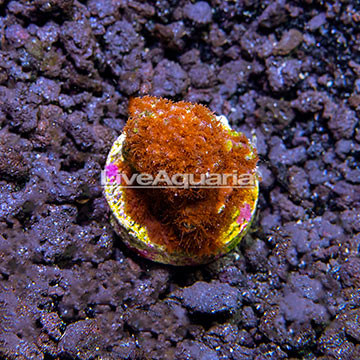 USA Cultured Burning Banana Stylocoeniella Coral