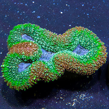 Aussie Lobed Brain Coral