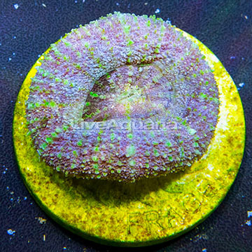 Aussie Mini Scolymia Coral