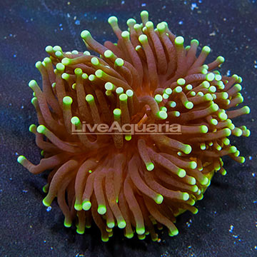 Aussie Torch Coral