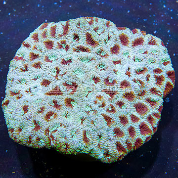 Dipsastraea Brain Coral Indonesia