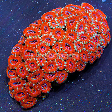 Aussie Lord Coral