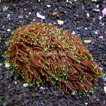 Aussie Torch Coral