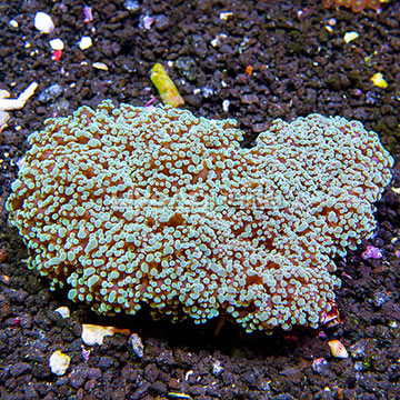 Aussie Frogspawn Coral