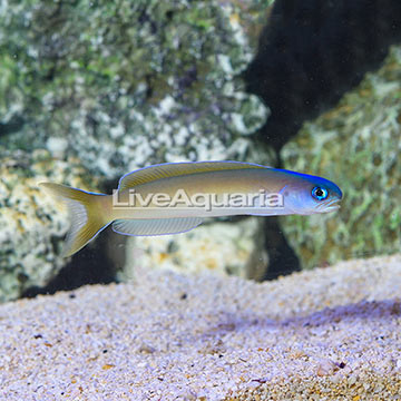 Pastel Tilefish
