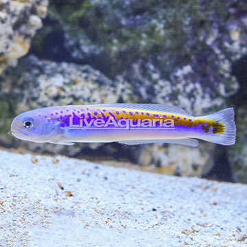 Oreni Tilefish