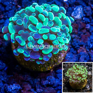 LiveAquaria® Cultured Hammer Coral 