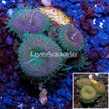 LiveAquaria® Cultured Protopalythoa Polyps