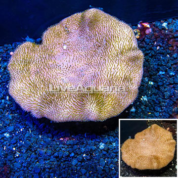 Toadstool Mushroom Leather Coral Tonga