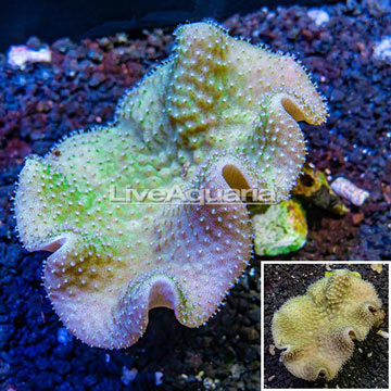 Toadstool Mushroom Leather Coral Tonga