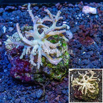 Sinularia Leather Coral Indonesia