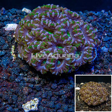 Acan Lord Coral Australia