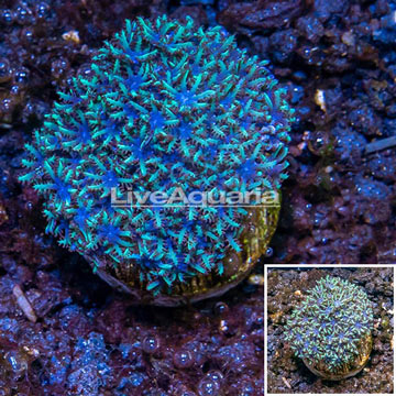 LiveAquaria® Cultured Sympodium Polyps