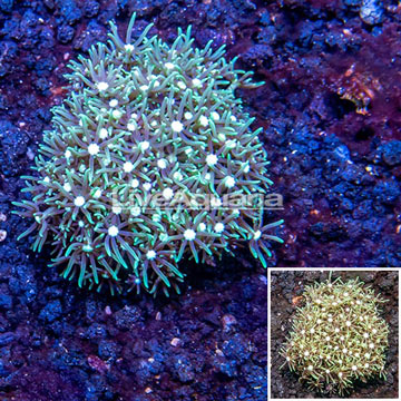 Starburst Polyps Indonesia