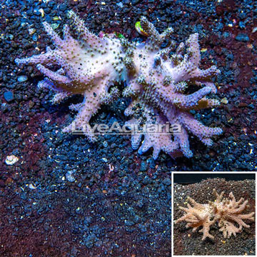 Sinularia Leather Coral Vietnam