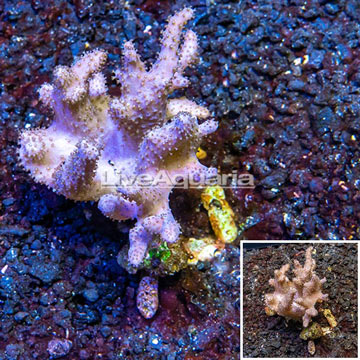 Sinularia Leather Coral Vietnam