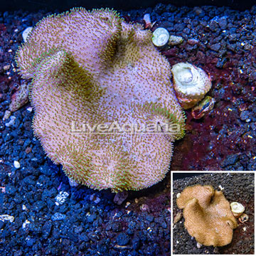 Toadstool Leather Coral Vietnam